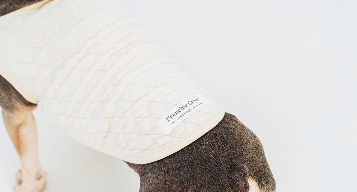 落ち着いたカラーのウェアを着たフレンチブルドッグの写真