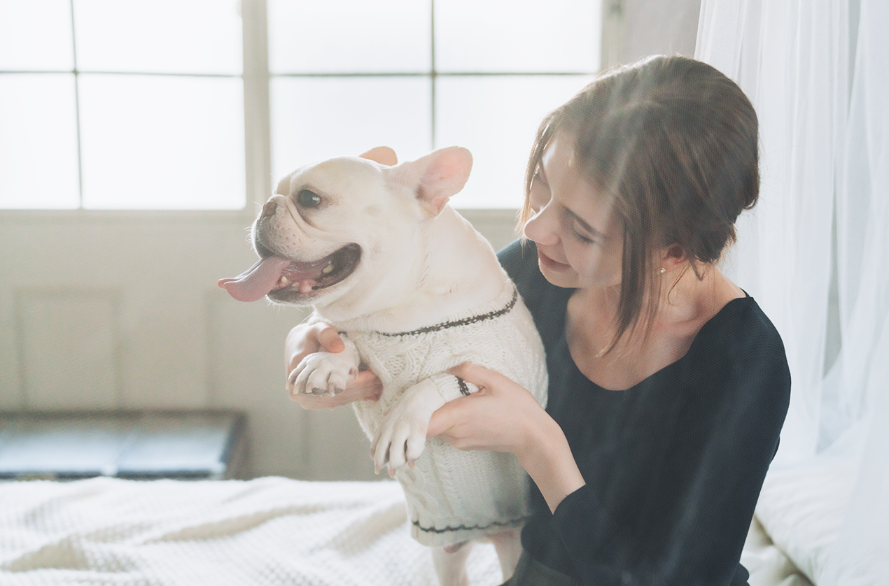 椅子に座る2匹のフレンチブルドッグの写真