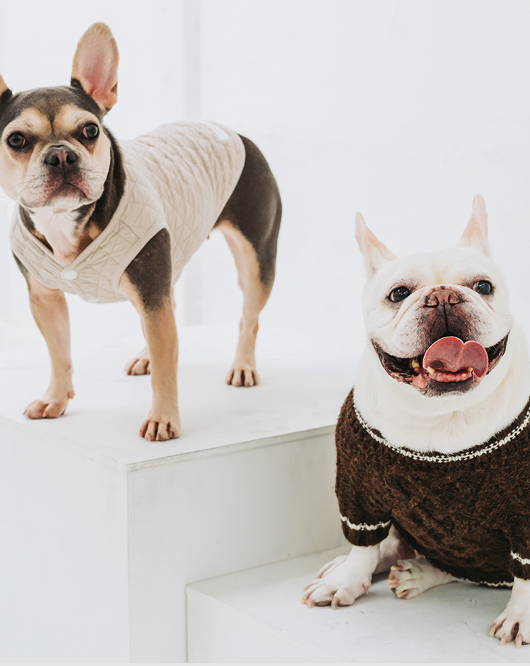 フレンチブルドッグと暮らす日常シーン1