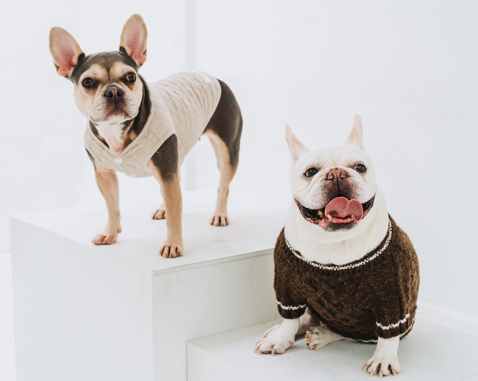 フレンチブルドッグと暮らす日常シーン1