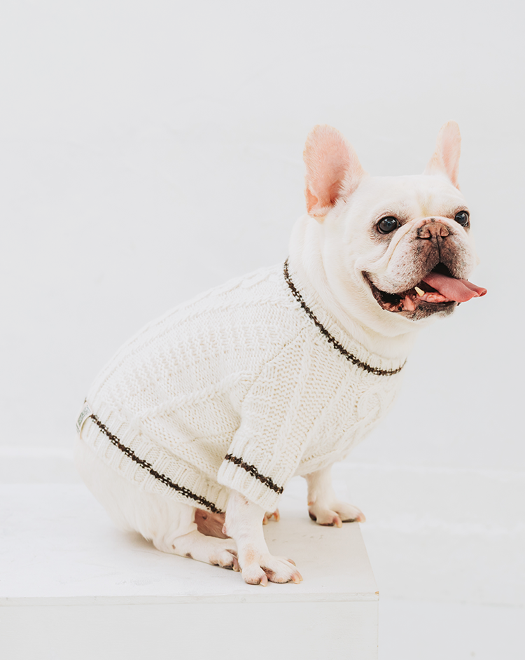 フレンチブルドッグと暮らす日常シーン3