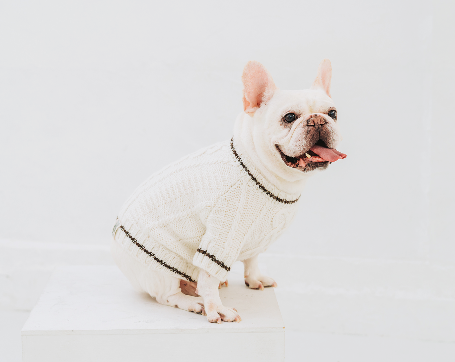 フレンチブルドッグと暮らす日常シーン3