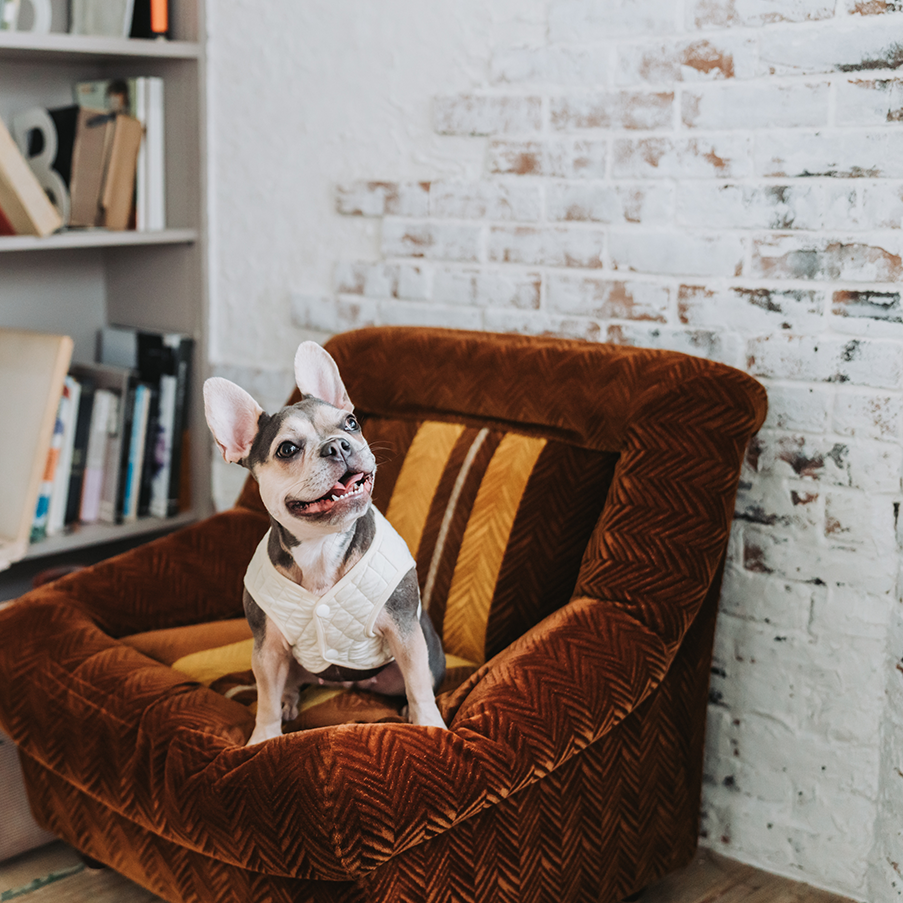 子どもに抱えられてこちらを見るフレンチブルドッグ
