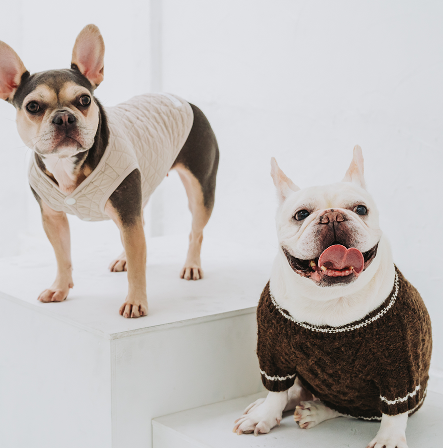 バスケットに並んで座る2匹のフレンチブルドッグ