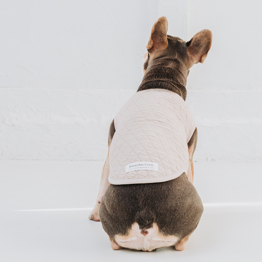 椅子の上でパーカーを着ているフレンチブルドッグ