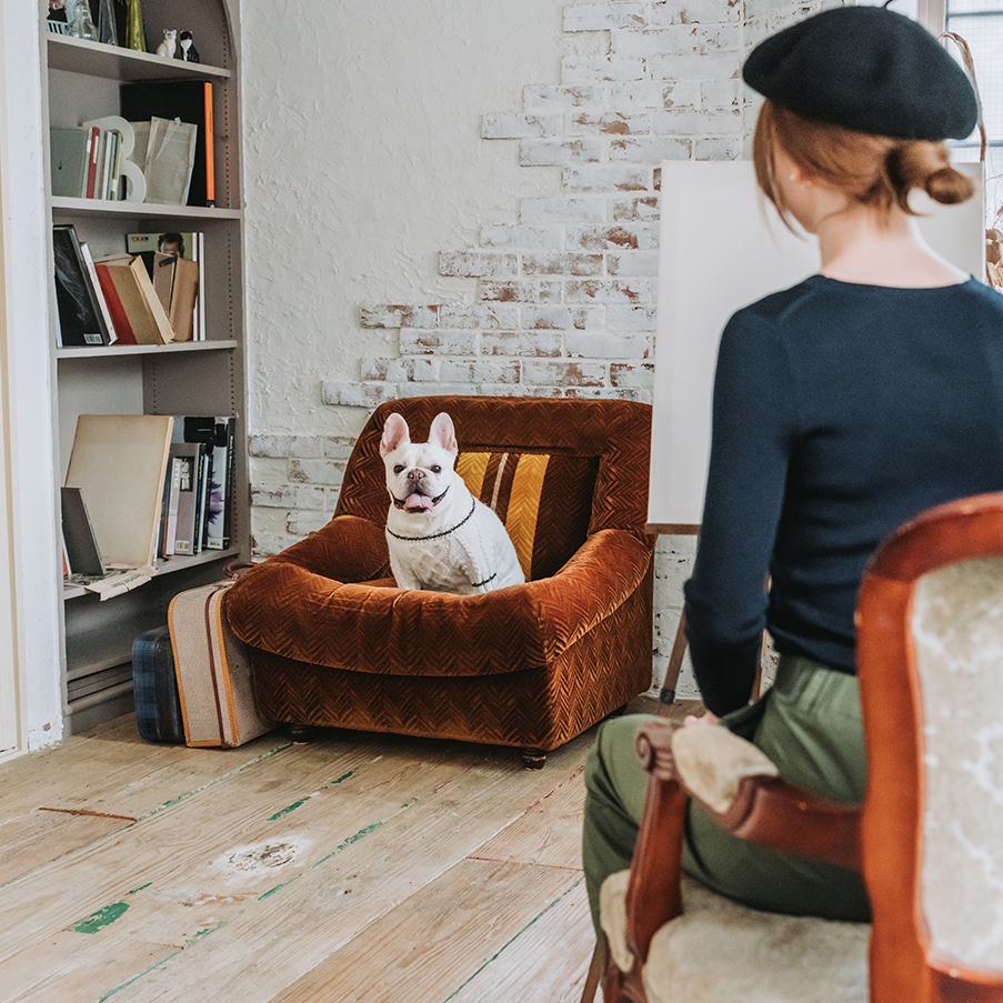 ジャケットを着てこちらを振り向くフレンチブルドッグ