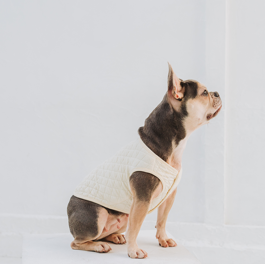 椅子の上でパーカーを着ているフレンチブルドッグ